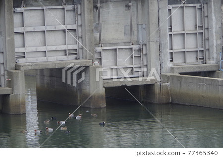 Breakwater and wild birds 77365340