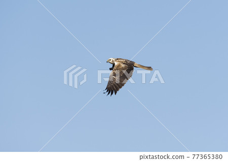 Chuhi飛行 Chuhi飛行 77365380