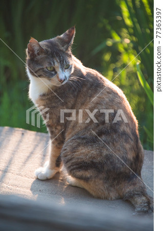 A calico cat relaxing on a bridge over a pond in a park at dusk (Sankeien, Yokohama, Kanagawa) A calico cat relaxing on a bridge over a pond in a park at dusk (Sankeien, Yokohama, Kanagawa) 77365397