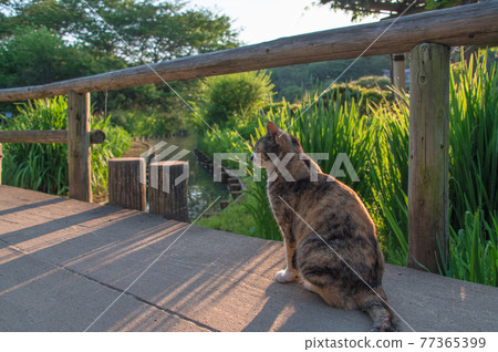 A calico cat relaxing on a bridge over a pond in a park at dusk (Sankeien, Yokohama, Kanagawa) A calico cat relaxing on a bridge over a pond in a park at dusk (Sankeien, Yokohama, Kanagawa) 77365399
