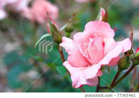 Rose Princess Michiko Rose Princess Michiko 77365461