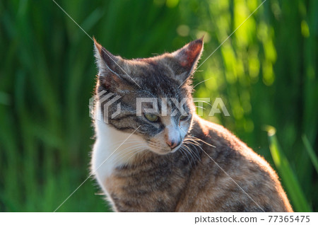 A calico cat portrait relaxing on the shore of a pond in a park at dusk (Sankeien, Yokohama City, Kanagawa Prefecture) A calico cat portrait relaxing on the shore of a pond in a park at dusk (Sankeien, Yokohama City, Kanagawa Prefecture) 77365475