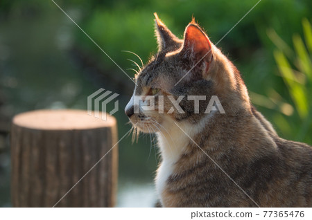A calico cat portrait relaxing on the shore of a pond in a park at dusk (Sankeien, Yokohama City, Kanagawa Prefecture) A calico cat portrait relaxing on the shore of a pond in a park at dusk (Sankeien, Yokohama City, Kanagawa Prefecture) 77365476