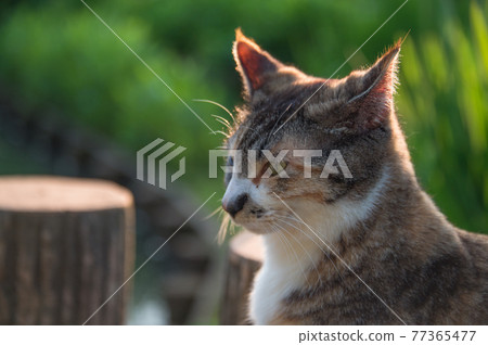 A calico cat portrait relaxing on the shore of a pond in a park at dusk (Sankeien, Yokohama City, Kanagawa Prefecture) A calico cat portrait relaxing on the shore of a pond in a park at dusk (Sankeien, Yokohama City, Kanagawa Prefecture) 77365477
