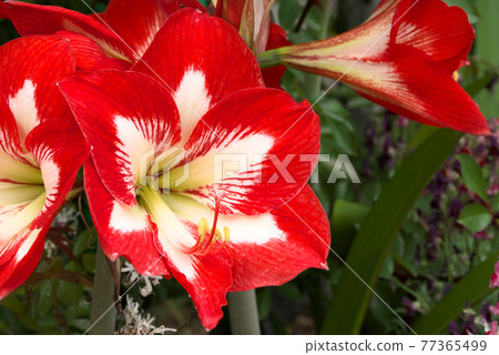 Amaryllis Minerva 77365499