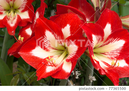 Amaryllis Minerva 77365500