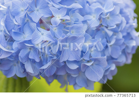 Light blue hydrangea Light green and hydrangea Hydrangea Light blue hydrangea Light green and hydrangea Hydrangea 77365713