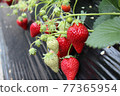 Strawberry  77365954