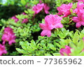 Azalea 77365962