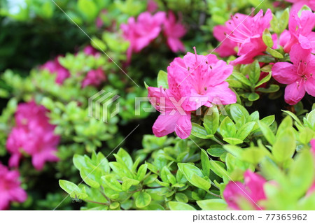 Azalea Azalea 77365962