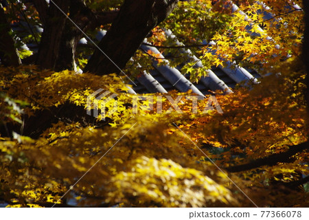 東福寺和北野天滿宮的秋葉 東福寺和北野天滿宮的秋葉 77366078