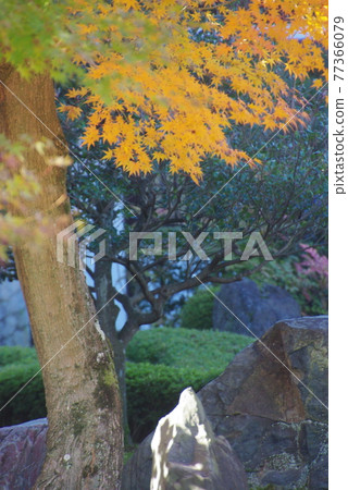 東福寺和北野天滿宮的秋葉 東福寺和北野天滿宮的秋葉 77366079