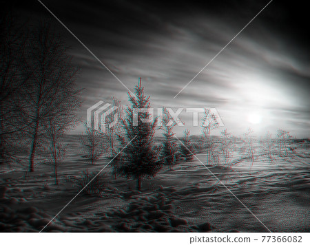 Christmas trees in the field in winter at sunrise 77366082