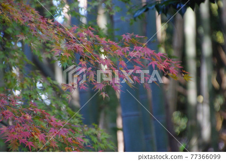 東福寺和北野天滿宮的秋葉 東福寺和北野天滿宮的秋葉 77366099
