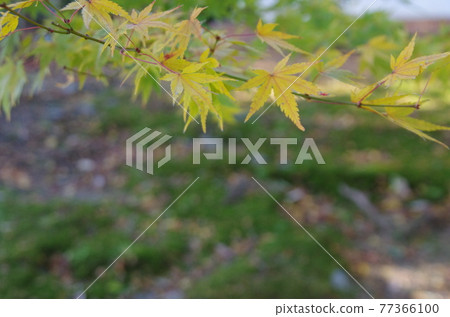 東福寺和北野天滿宮的秋葉 77366100