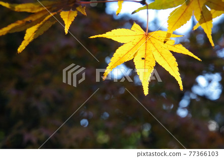 Autumn leaves of Tofukuji Temple and Kitano Tenmangu Shrine Autumn leaves of Tofukuji Temple and Kitano Tenmangu Shrine 77366103