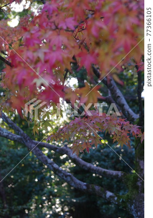 Autumn leaves of Tofukuji Temple and Kitano Tenmangu Shrine Autumn leaves of Tofukuji Temple and Kitano Tenmangu Shrine 77366105