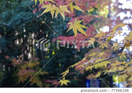Autumn leaves of Tofukuji Temple and Kitano Tenmangu Shrine Autumn leaves of Tofukuji Temple and Kitano Tenmangu Shrine 77366106