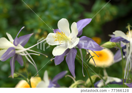 Western oedamaki 77366128