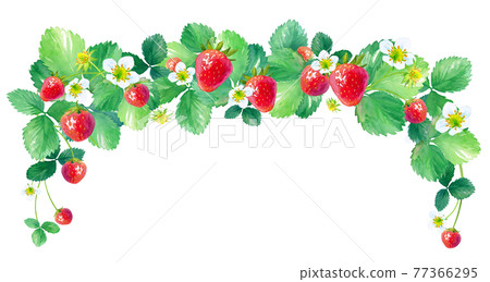 草莓拱形框架。水彩插圖。中等大小。 草莓拱形框架。水彩插圖。中等大小。 77366295