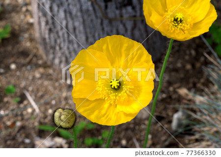 Yellow poppy Yellow poppy 77366330