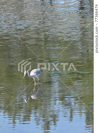 四國香川縣丸龜市的蒼鷺（白鷺、灰鷺） 77366474