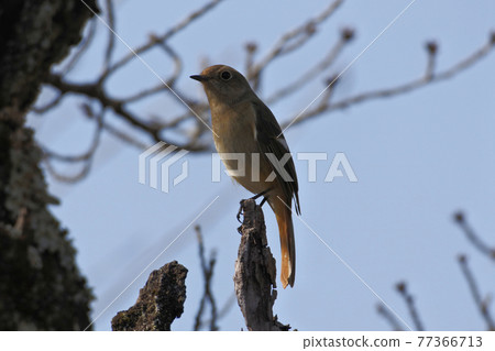 Daurian Redstart female rests at the tip of a tree branch against the blue sky Daurian Redstart female rests at the tip of a tree branch against the blue sky 77366713