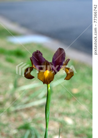 Dutch iris with a chic hue 77366742