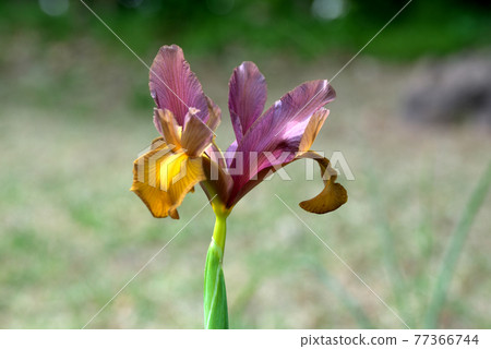 Dutch iris with a chic hue 77366744