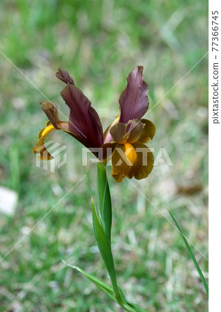具有別緻色調的荷蘭鳶尾 具有別緻色調的荷蘭鳶尾 77366745