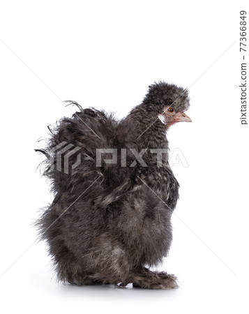 Cuckoo Silkie chicken on white background Cuckoo Silkie chicken on white background 77366849