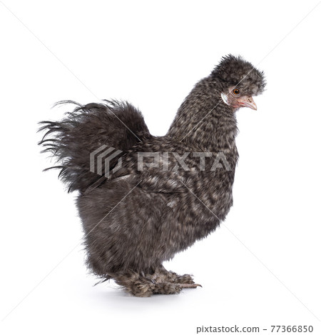 Cuckoo Silkie chicken on white background Cuckoo Silkie chicken on white background 77366850