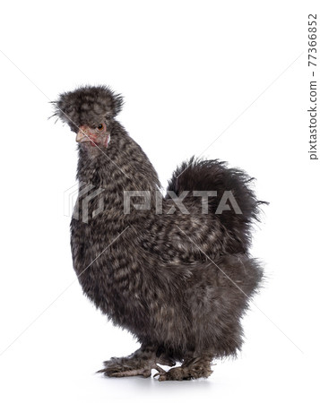 Cuckoo Silkie chicken on white background 77366852