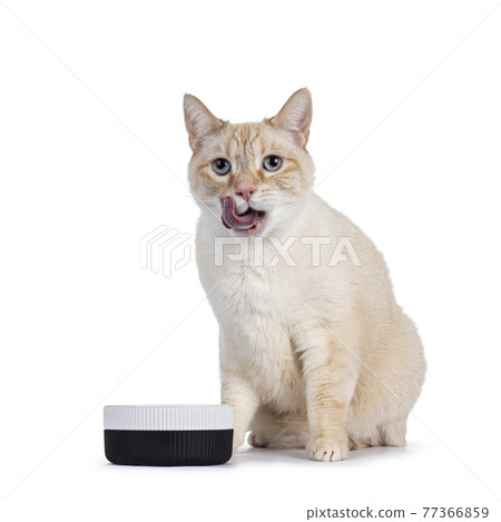 House cat on white background 77366859