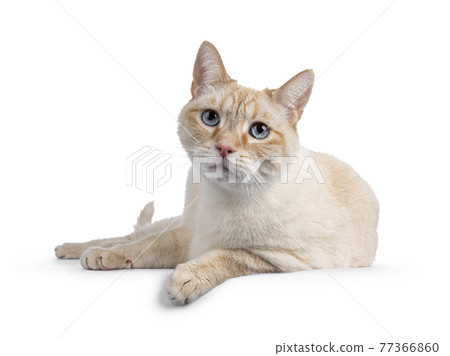 House cat on white background 77366860