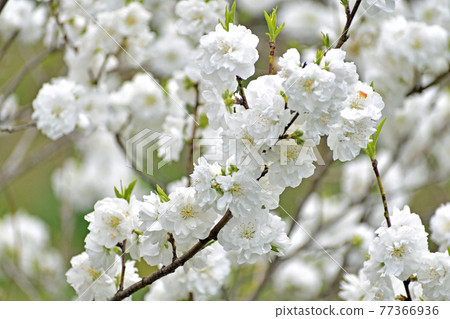 花桃白花起來 花桃白花起來 77366936