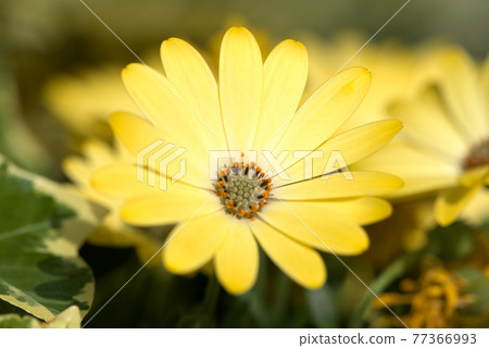 黃骨草 黃骨草 77366993