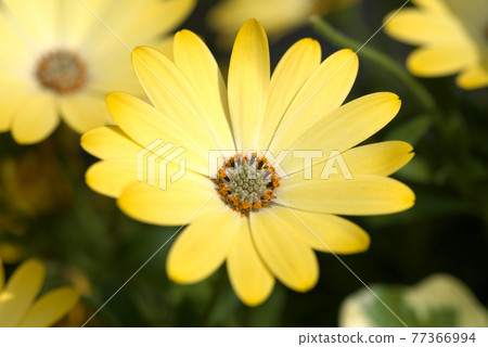 Osteospermum yellow Osteospermum yellow 77366994