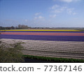 Tulip field 77367146