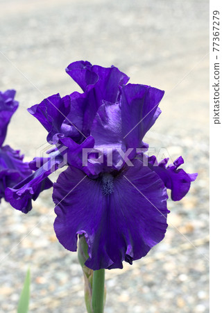 German iris bluish purple German iris bluish purple 77367279