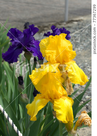 German iris yellow 77367299