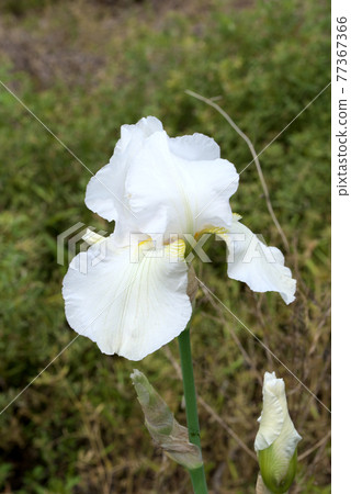 德國鳶尾白 77367366