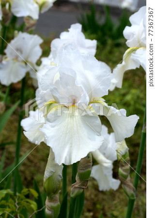 German iris white German iris white 77367367