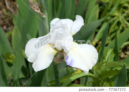 German iris white German iris white 77367372