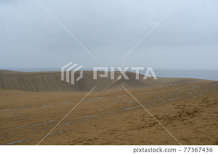 多雨的鳥取沙丘 多雨的鳥取沙丘 77367436
