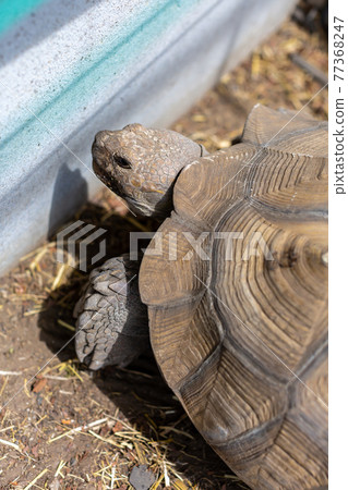 赫爾曼陸龜，烏龜，陸龜 77368247