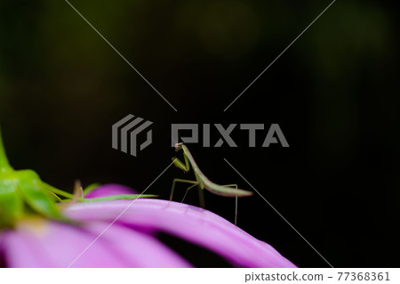 Mantis and flowers 2 Mantis and flowers 2 77368361