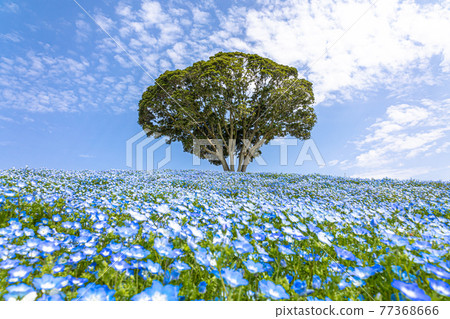 Mother Farm Blue Sky and Nemophila Flower Field in Full Bloom Mother Farm Blue Sky and Nemophila Flower Field in Full Bloom 77368666