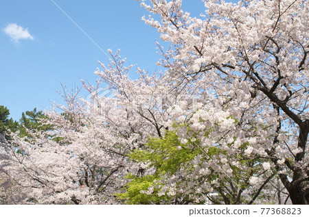 Sakura in Kijo Park (Kariya City, Aichi Prefecture) 77368823