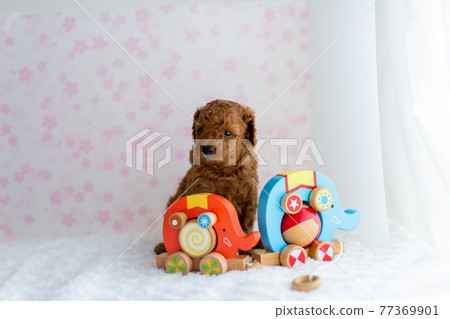 1 month old toy poodle puppy 1 month old toy poodle puppy 77369901